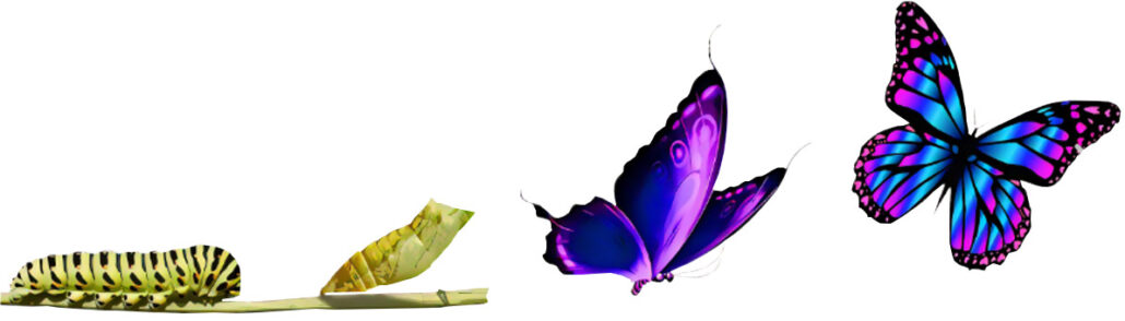 Butterfly_Lifecycle_Timeline
